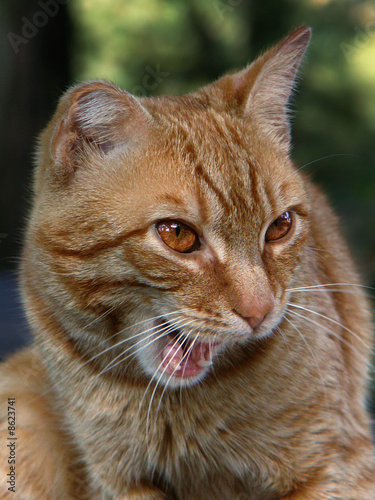 Photography Ginger cat