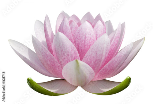 Photographie Fleur de lotus sur fond blanc