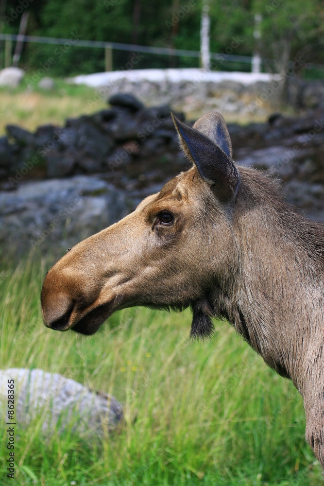 Fototapeta premium elch