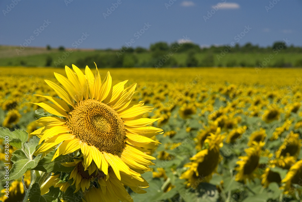Fototapeta premium Sunflower