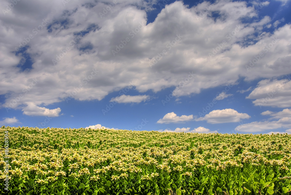 Tobacco field Tobacco field