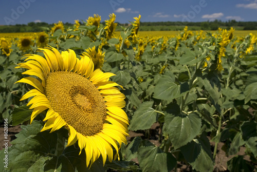 Sun flower