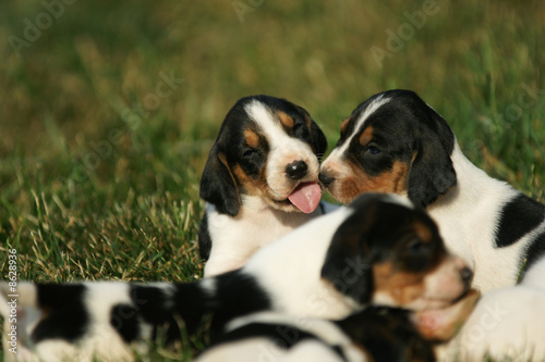 Hound Dog Puppies