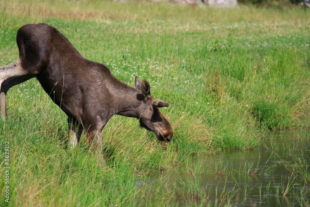 Elch im Wasser