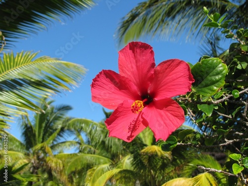 Décor tropical