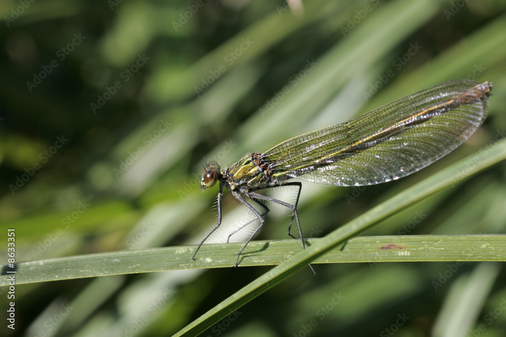 Libellule posée sur une herbe Libellule posée sur une herbe