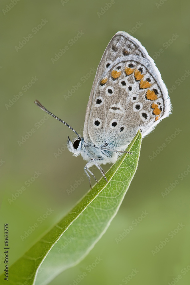 Common Blue Butterfly Common Blue Butterfly