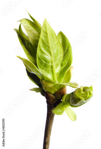 Branch of a tree