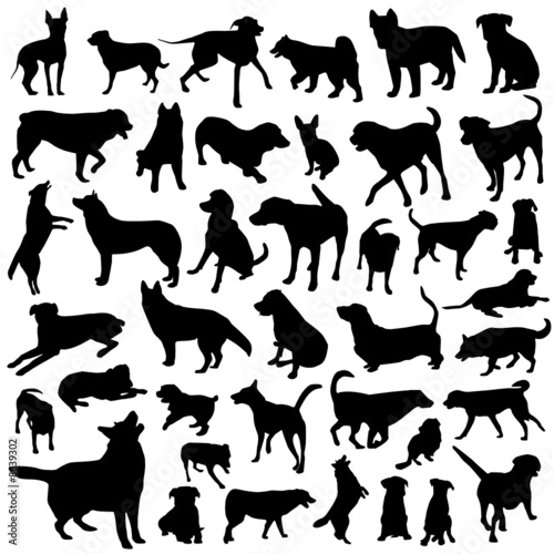 collection of dog vector
