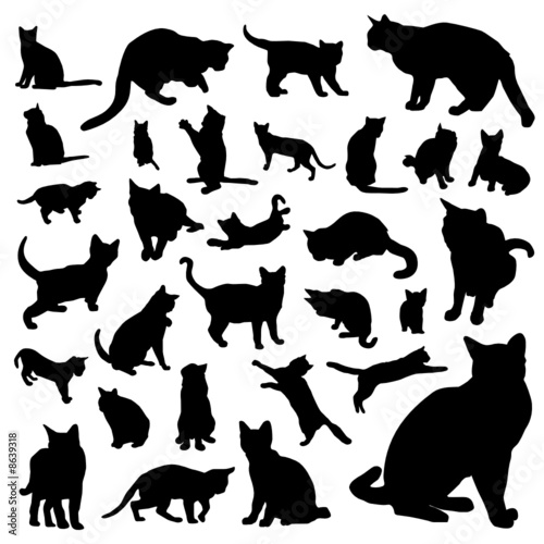 Plakat zbiory zwierzę kot ssak kociak