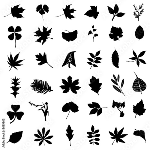 collection of leaf and flower vector