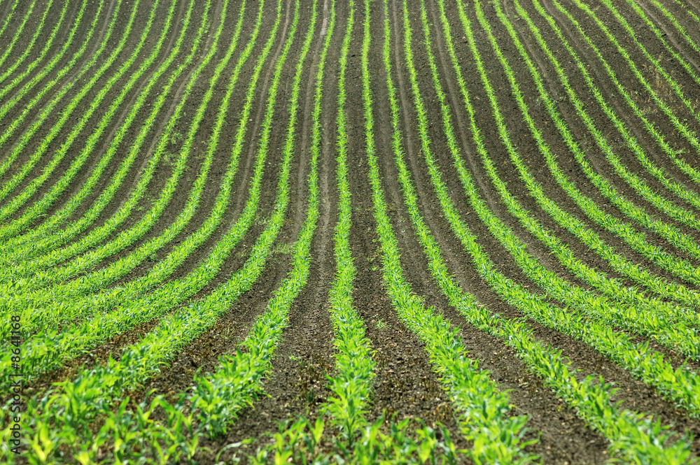 The field in the hills. The field in the hills.