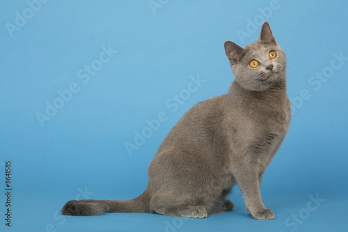 chartreux