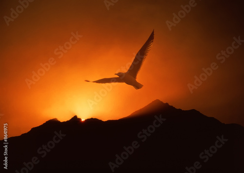 Seagull soaring above sunrise