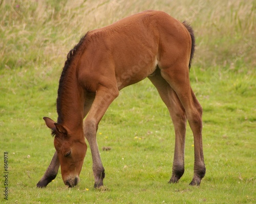 A brown foal