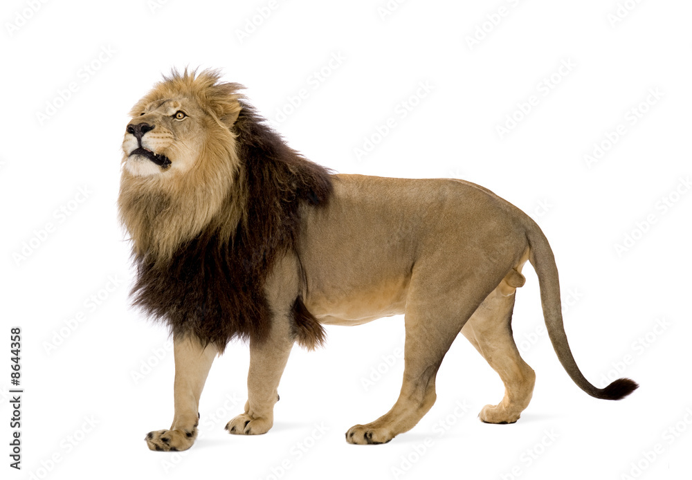 Fototapeta premium Lion (4 and a half years) - Panthera leo