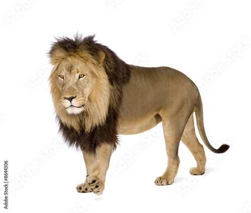 Lion  4 and a half years  - Panthera leo