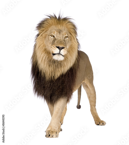 Lion (4 and a half years) - Panthera leo © Eric Isselée