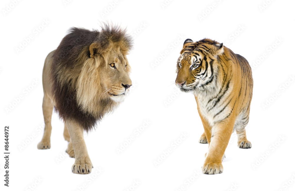Fototapeta premium Lion (4 and a half years) - Panthera leo