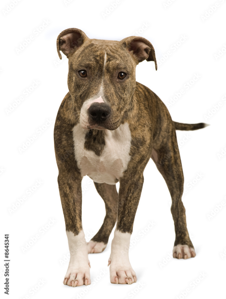 American Staffordshire terrier puppy (5 months) American Staffordshire terrier puppy (5 months)