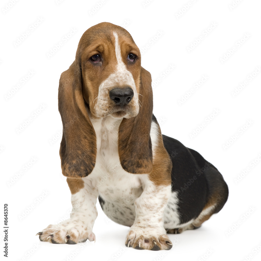 Basset Hound (3 months) - hush puppy
