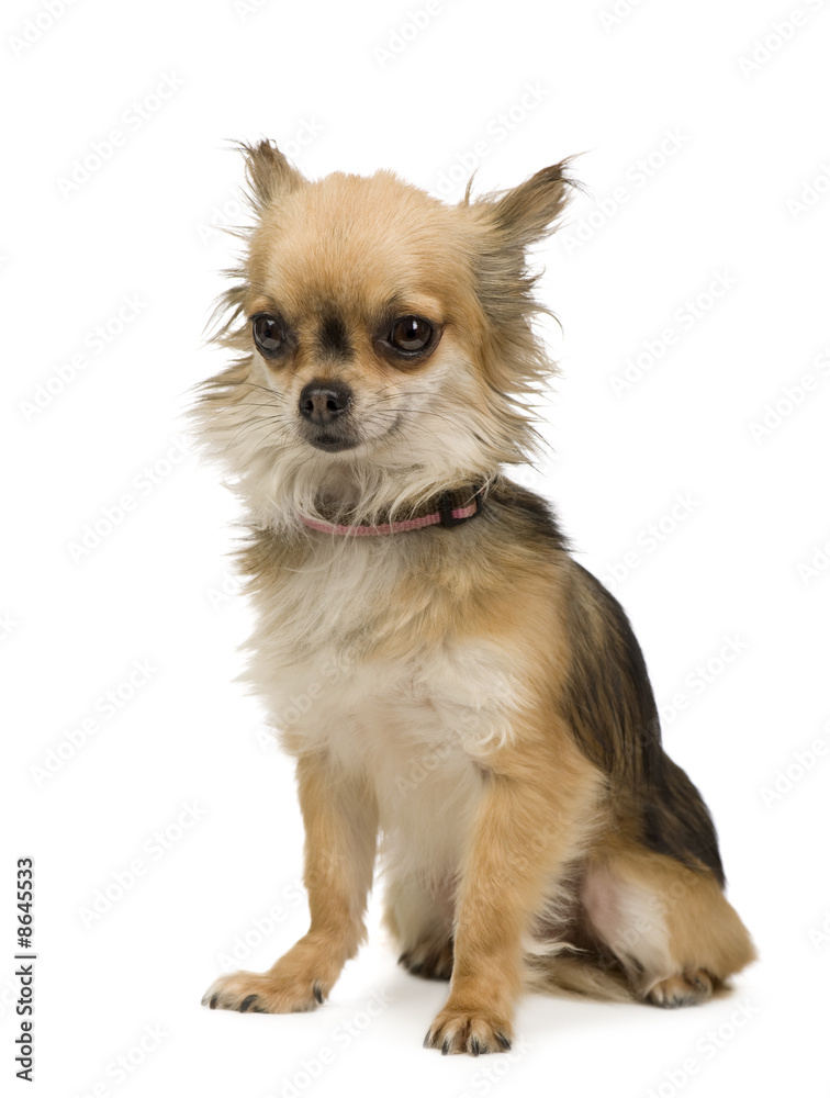 long haired chihuahua (2 years) long haired chihuahua (2 years)