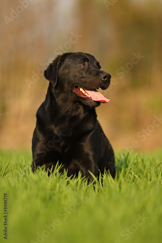 Labrador