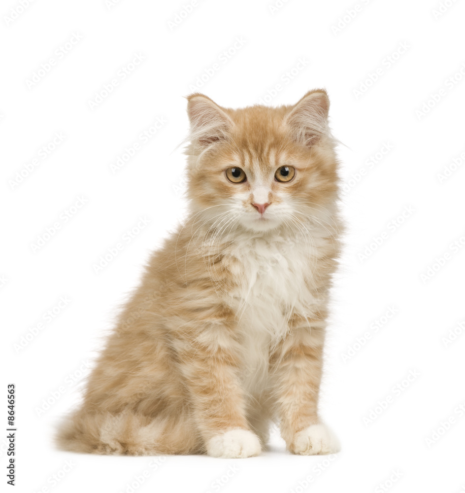 Siberian cat (12 weeks)