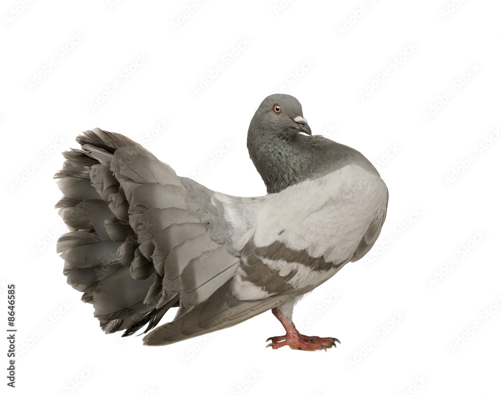 Naklejka premium Rock Pigeon - Columba livia