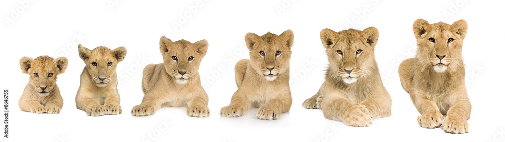 Fototapeta premium lion cub growing from 3 to 9 months in front of a white backgrou