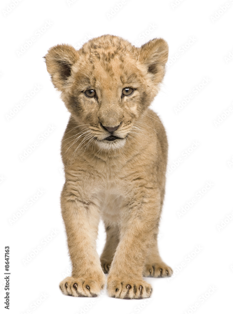 Fototapeta premium Lion Cub (8 weeks)
