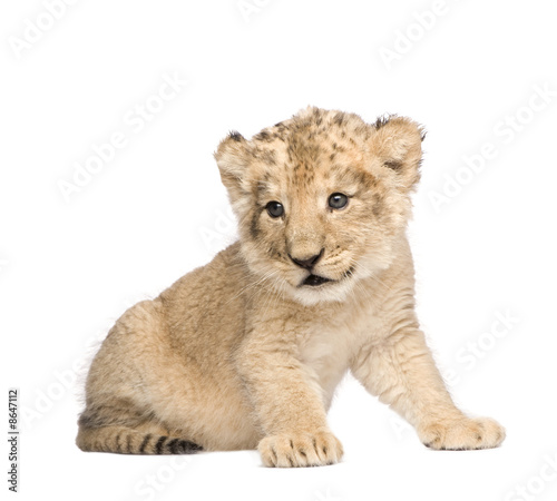 Lion Cub (6 weeks)