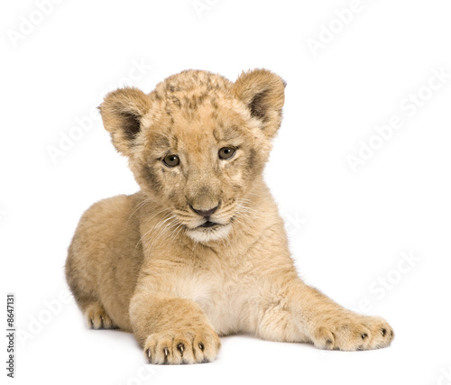 Lion Cub (8 weeks) © Eric Isselée