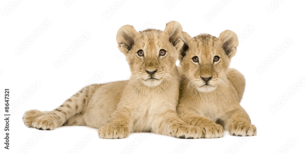 Fototapeta premium Lion Cub (4 months)