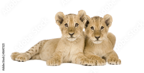 Lion Cub (4 months)