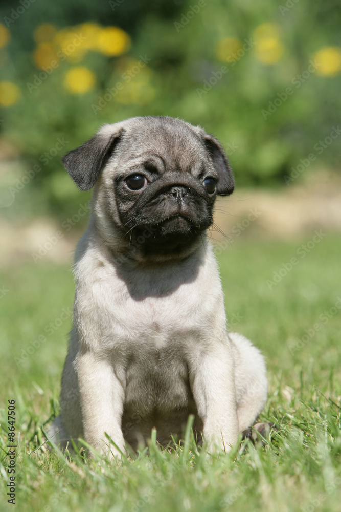 chiot carlin chiot carlin