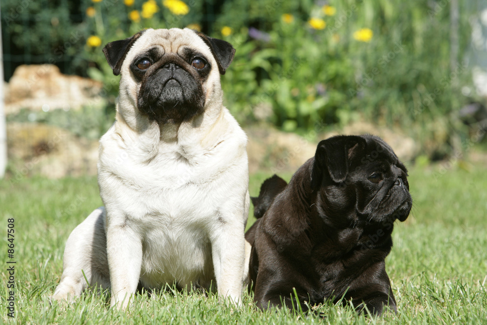 couple de carlin