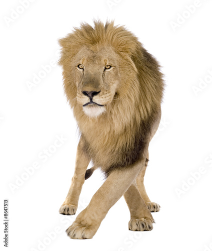 Fototapeta Naklejka Na Ścianę i Meble -  Lion (8 years) - Panthera leo