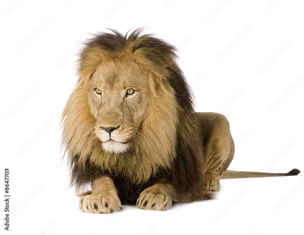 Fototapeta premium Lion (4 and a half years) - Panthera leo