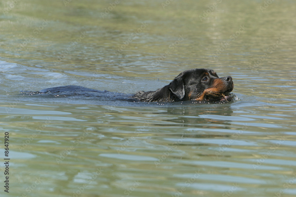 Fototapeta premium chien qui nage