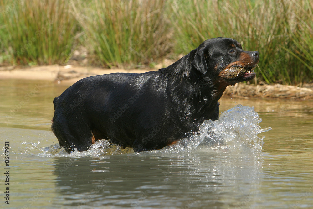 chien dans l'eau
