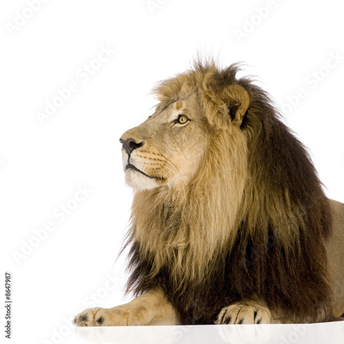 Fototapeta Naklejka Na Ścianę i Meble -  Lion (4 and a half years) - Panthera leo