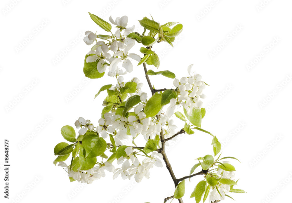 flower isolated on white background flower isolated on white background