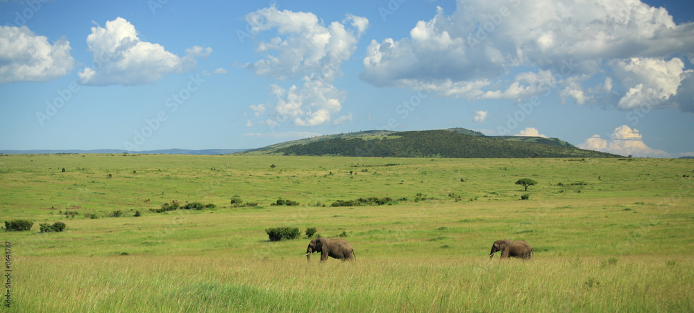 Two elephants walking through the Masai Mara
