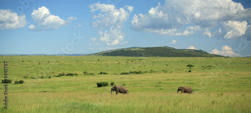 Two elephants walking through the Masai Mara