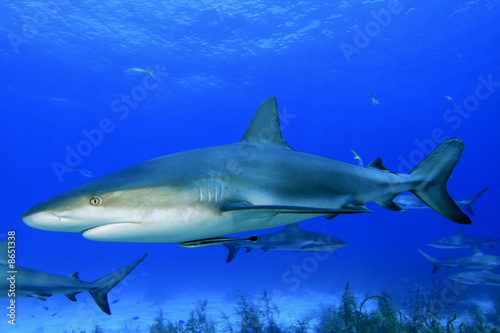Caribbean Reef Sharks in Bahamas © Richard Carey