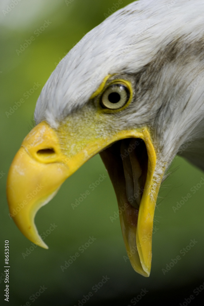 Fototapeta premium bald eagle shouting