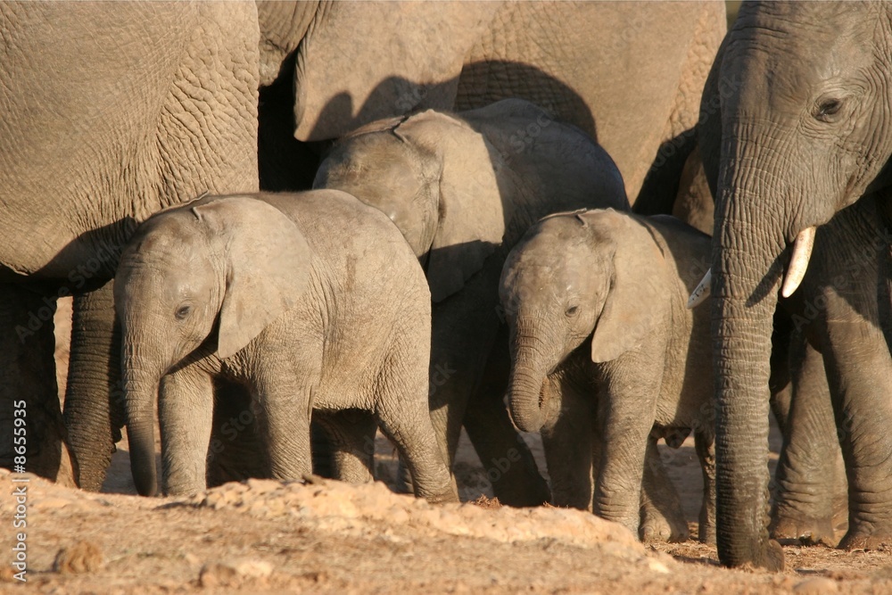Fototapeta premium Baby Elephant Group