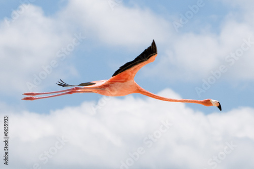 Foto Flamingo im Flug