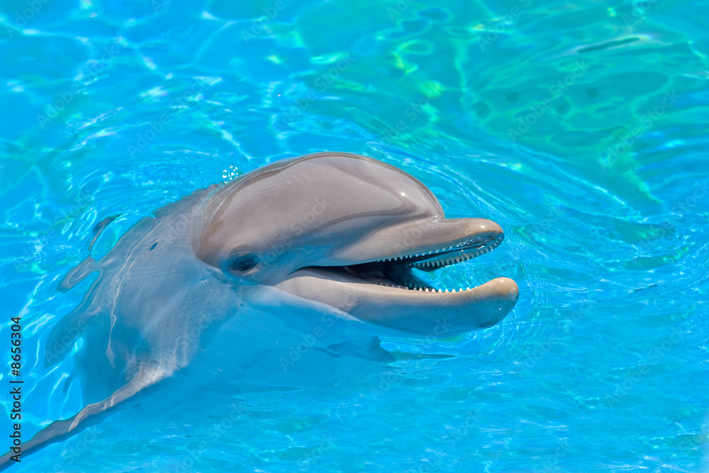 Obraz premium smiling dolphin